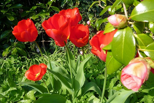 Spring Tulips