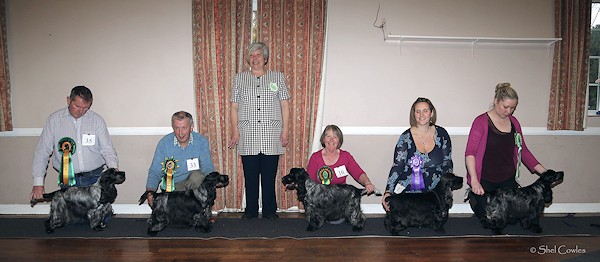 BIS Open Show November 2013