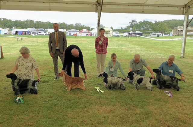 Best in Show line up Championship Show 2021