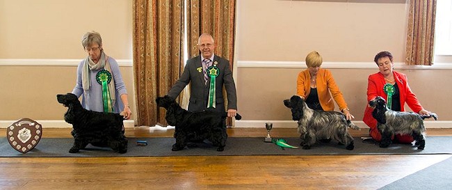 Cocker of the Year 2014