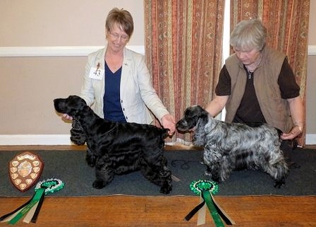 Cocker of The Year and Reserve Cocker of The Year 2011-2012