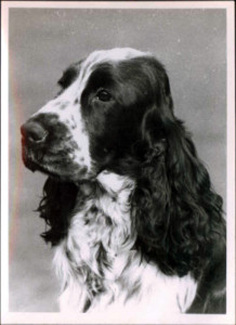 Emsdale Chief Lieutenant